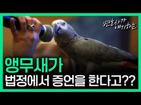 앵무새가 증인이 될 수 있을까?