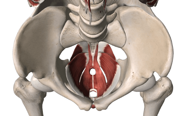 Pelvic Floor Muscle Training (PFMT)